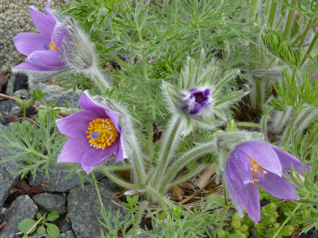 Pulsatilla vulgaris photo